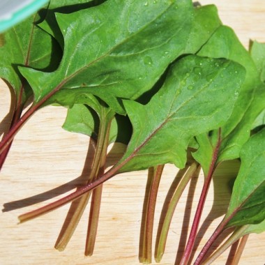 Spinat Beaujolais (Samen)