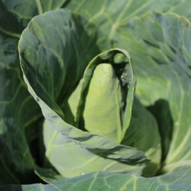 Spitzkohl Cuor di Bue (Samen)
