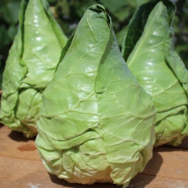 Spitzkohl Cuor di Bue (Samen)