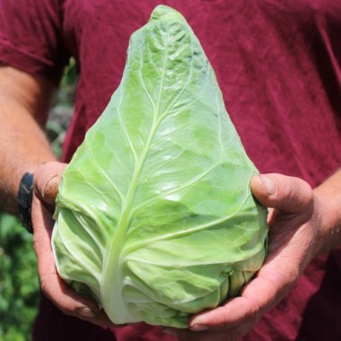 Spitzkohl Cuor di Bue (Samen)