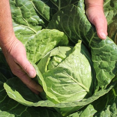 Spitzkohl Durham Early (Samen)