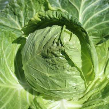 Spitzkohl Durham Early (Samen)