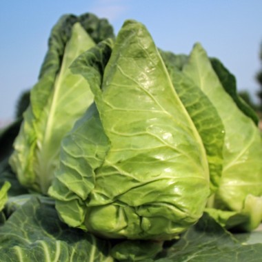 Spitzkohl Eersteling (Samen)