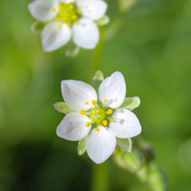 Spörgel (Samen)