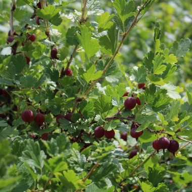Stachelbeere Ashton Red (Pflanze)