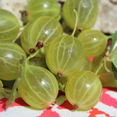 Neu! Stachelbeere Green Gem (Pflanze)