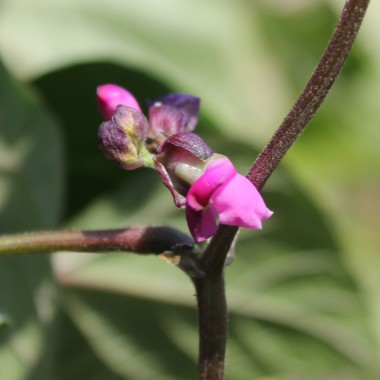 Stangenbohne Trionfo Violetto (Samen)