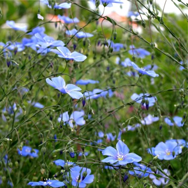 Staudenlein blau  (Samen)