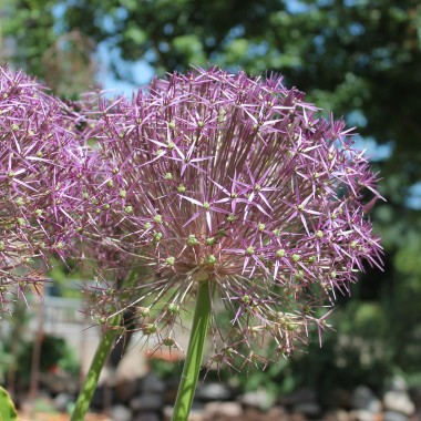 Sternkugellauch (Samen)