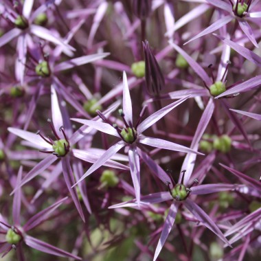 Sternkugellauch (Samen)