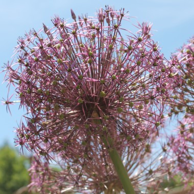 Sternkugellauch (Samen)