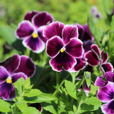 Neu! Stiefmütterchen Springtime Cassis (Samen)