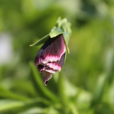 Neu! Stiefmütterchen Springtime Cassis (Samen)