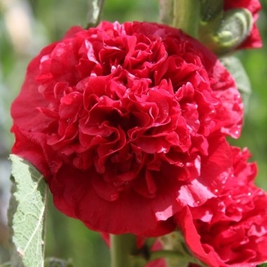 Stockrose Chater's Scarlet (Samen)