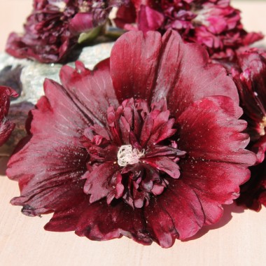 Stockrose Majorette Double Brown Red (Samen)