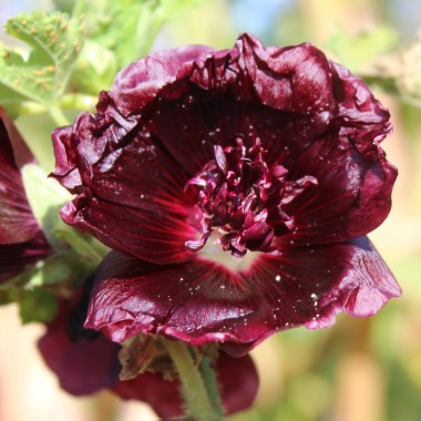 Stockrose Majorette Double Brown Red (Samen)