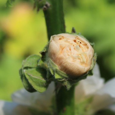 Stockrose Majorette Double Champagne (Samen)