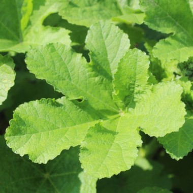 Stockrose Majorette Double Champagne (Samen)