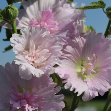 Neu! Stockrose (niedrig) Queeny Lilac Rose (Samen)