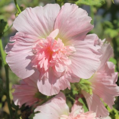 Neu! Stockrose (niedrig) Queeny Salmon (Samen)