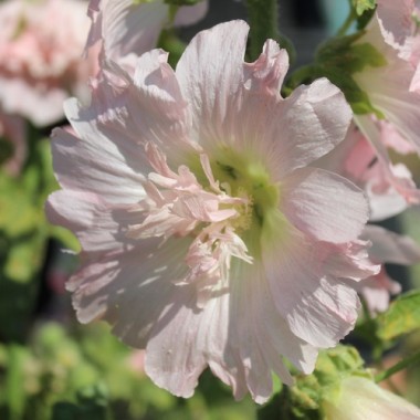 Neu! Stockrose (niedrig) Queeny Salmon (Samen)