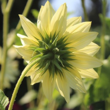Neu! Strand-Sonnenblume Vanilla Ice (Samen)