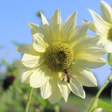 Neu! Strand-Sonnenblume Vanilla Ice (Samen)