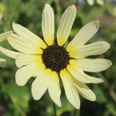 Neu! Strand-Sonnenblume Vanilla Ice (Samen)