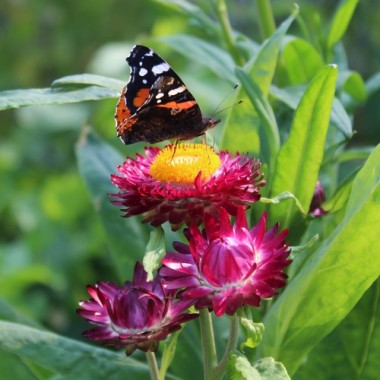 Strohblume Crimson Violet (Samen)