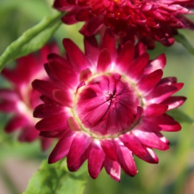 Strohblume Crimson Violet (Samen)