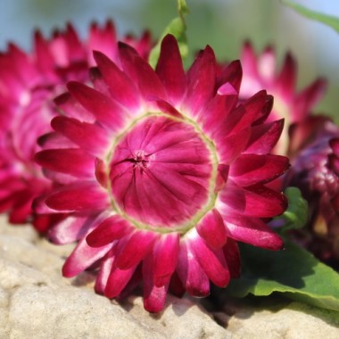Strohblume Crimson Violet (Samen)