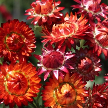 Strohblume Dark Orange (Samen)