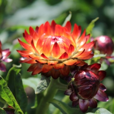 Strohblume Dark Orange (Samen)
