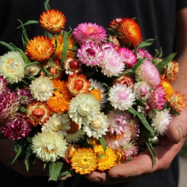 Strohblume Extra Dwarf Mix (Samen)