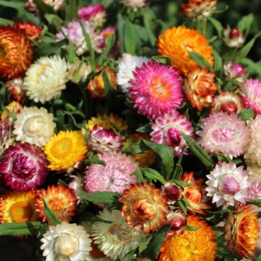 Strohblume Extra Dwarf Mix (Samen)