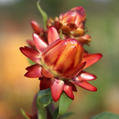 Strohblume Orange (Samen)