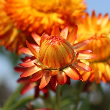 Strohblume Orange (Samen)
