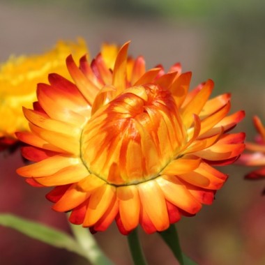 Strohblume Orange (Samen)