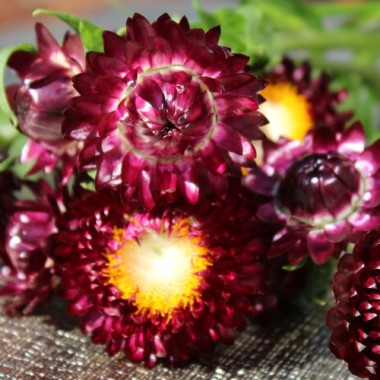 Strohblume Purple-Red (Samen)