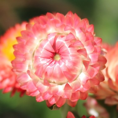 Strohblume Salmon Shades (Samen)