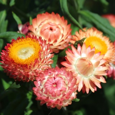 Strohblume Salmon Shades (Samen)