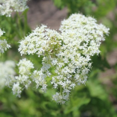 Spanischer Kerbel - Süßdolde (Samen)