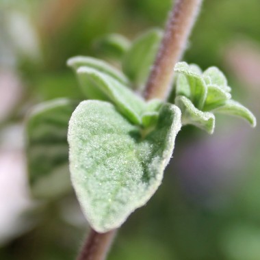 Syrischer Oregano (Samen)