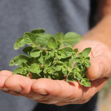 Syrischer Oregano (Samen)