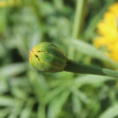 Neu! Tagetes Fantastic Sulphur Yellow (Samen)