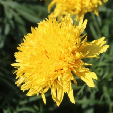 Neu! Tagetes Fantastic Sulphur Yellow (Samen)