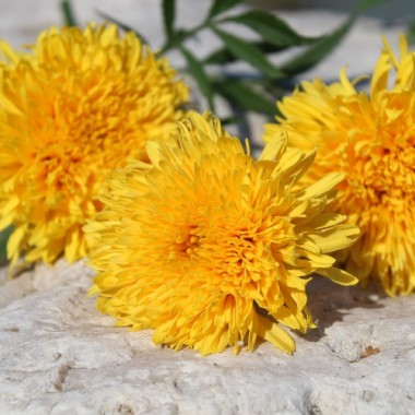 Neu! Tagetes Fantastic Sulphur Yellow (Samen)