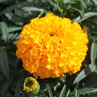 Tagetes Golden Age (Samen)