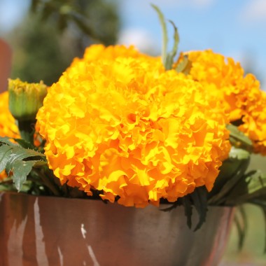 Tagetes Golden Age (Samen)