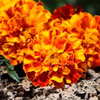 Tagetes Konstance (Samen)